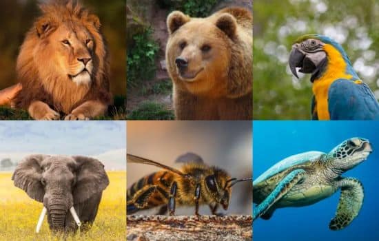 Seu rosto lembra qual animal? Faça o teste e descubra