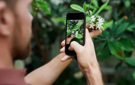 Descubra o nome de qualquer planta usando inteligência artificial